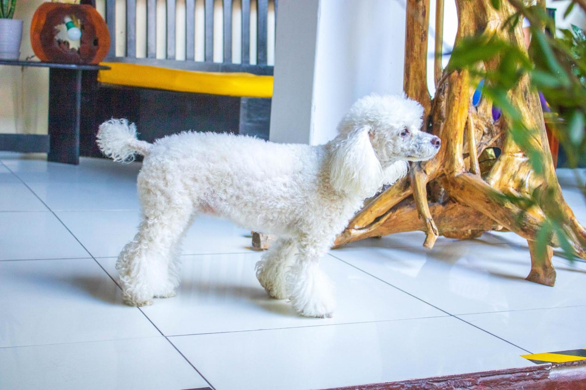 Hotel La Casona Iquitos Ngoại thất bức ảnh